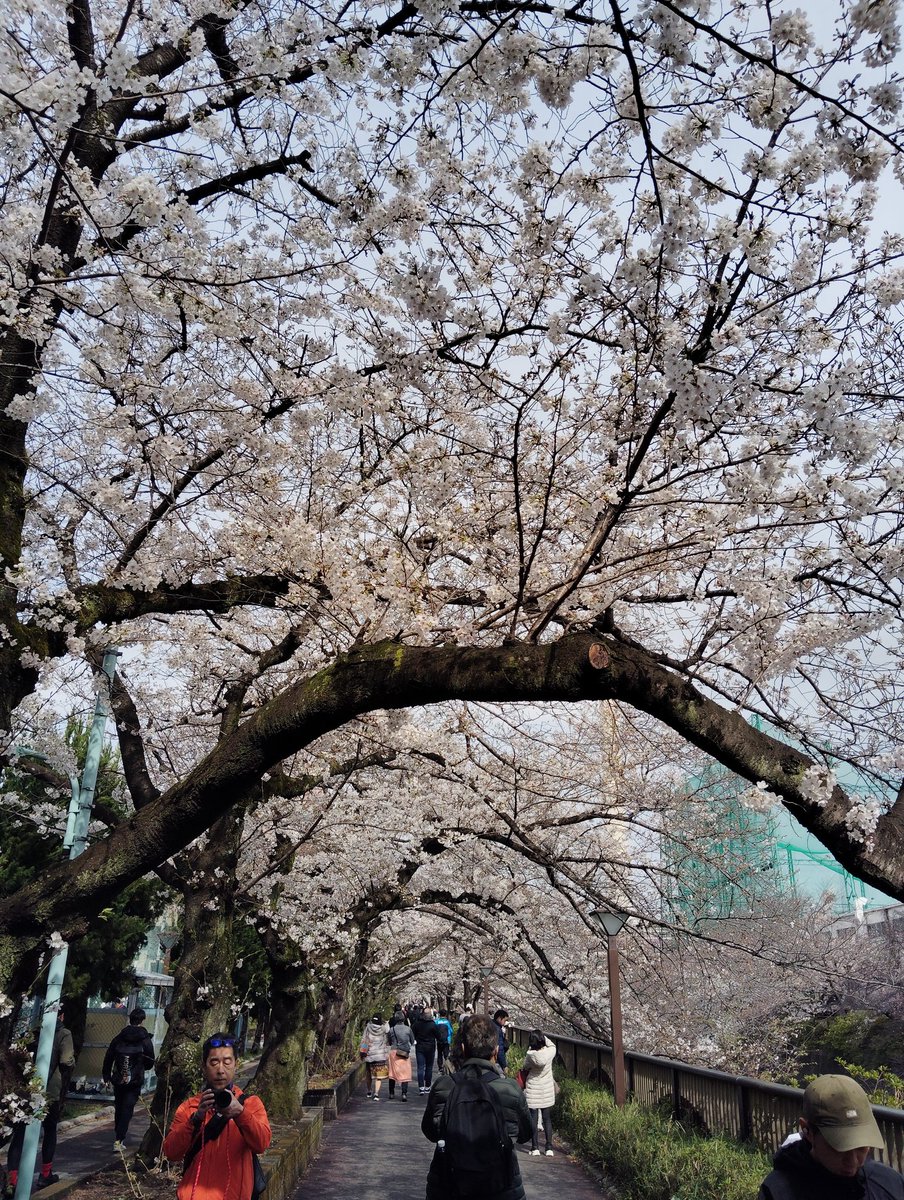 目黒川の桜🌸🌸🌸
まだまだです。
場所にもよりますが五分咲きくらい。