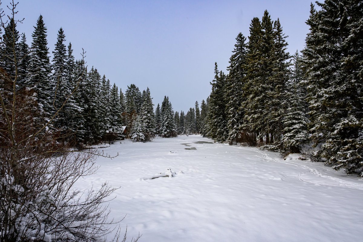 ShivanBoodoo's tweet image. I wandered around Canmore this afternoon. Nice to have some fresh snow to give the town that winter wonderland feeling.