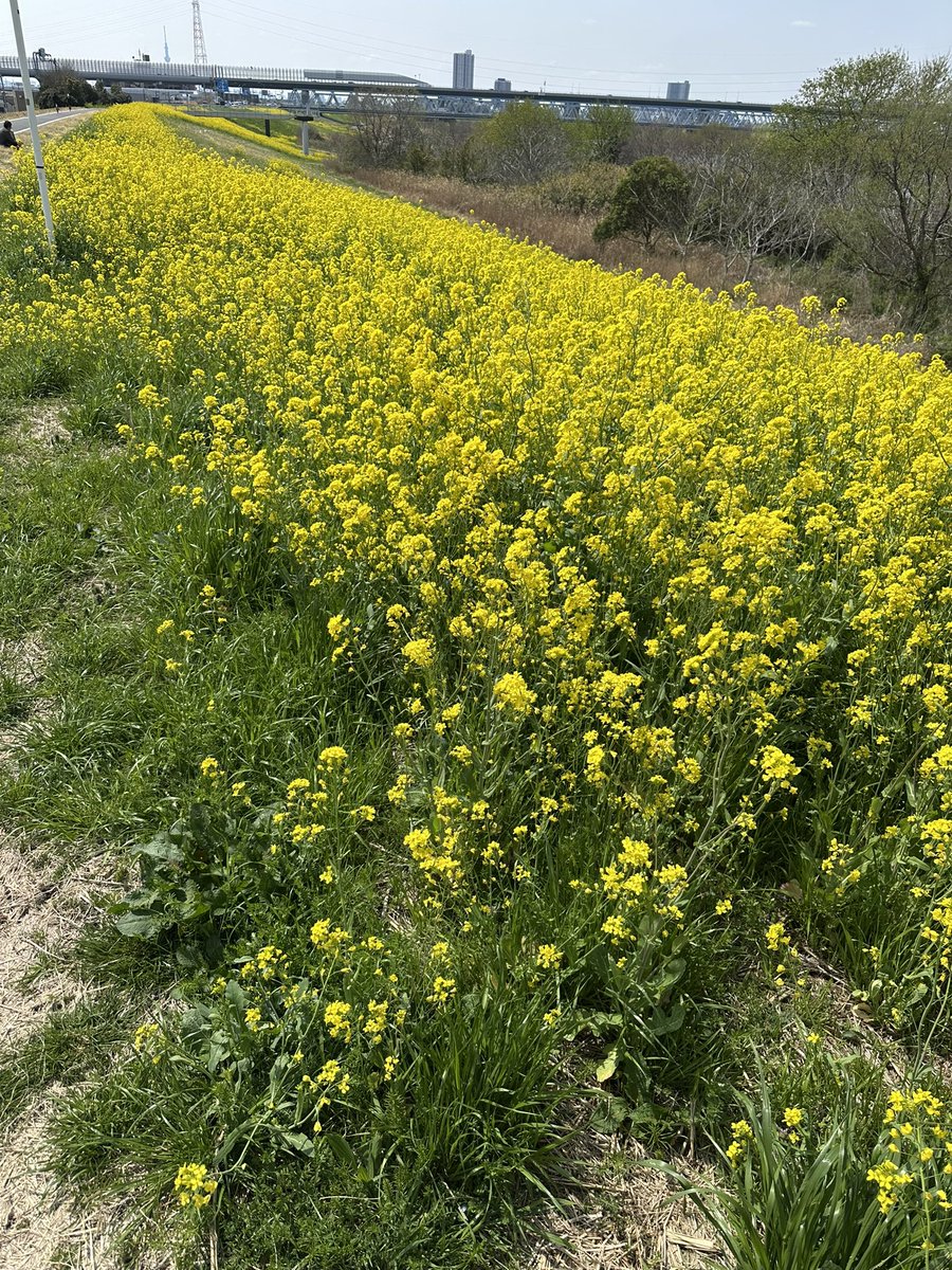 segitake's tweet image. 流石に凄いんですけど