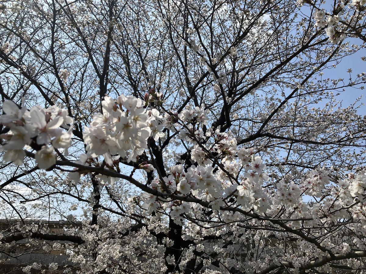 花見日和になったね。