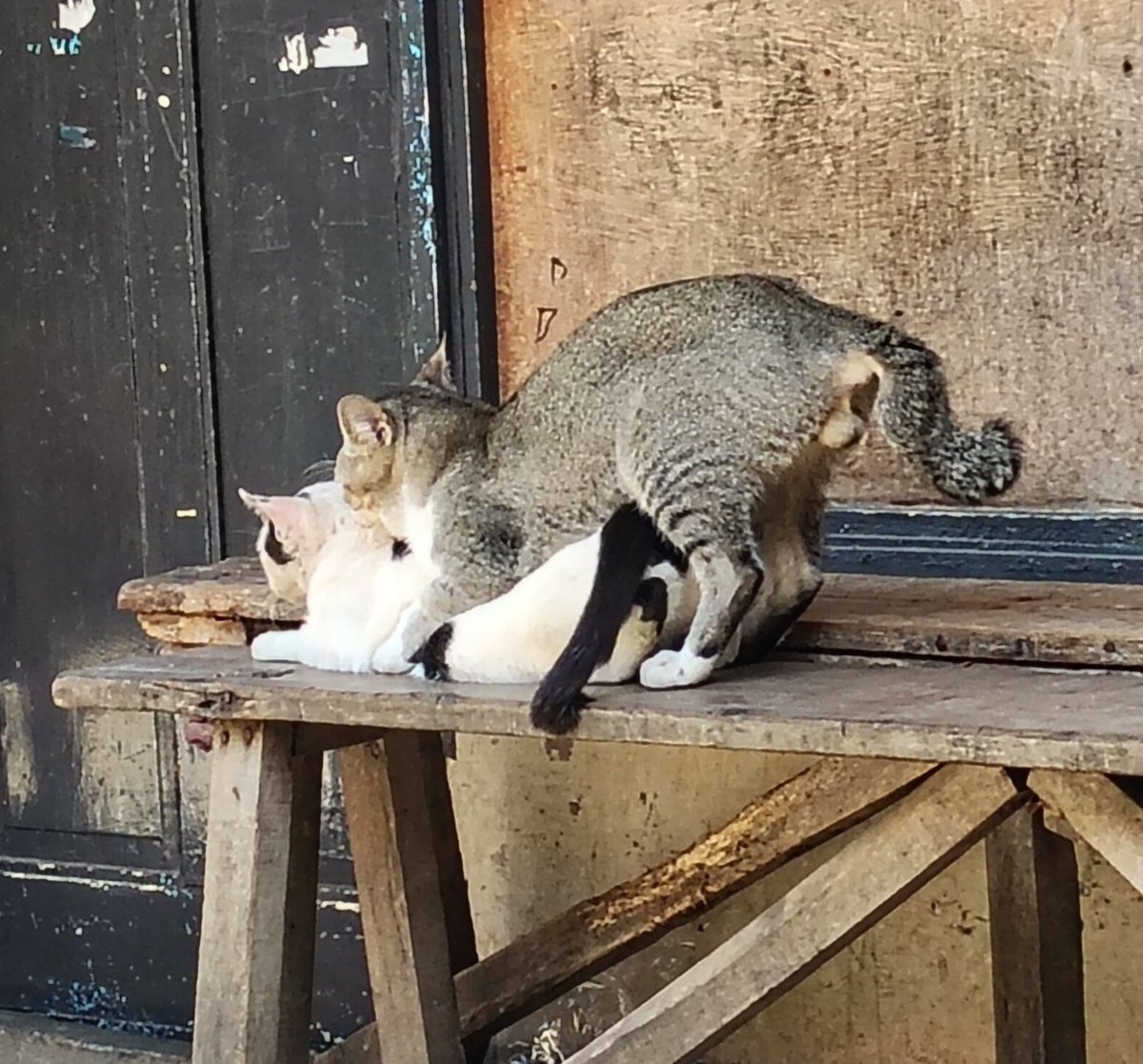 CIMONG YA ALLAH HARAM WEY PUASA