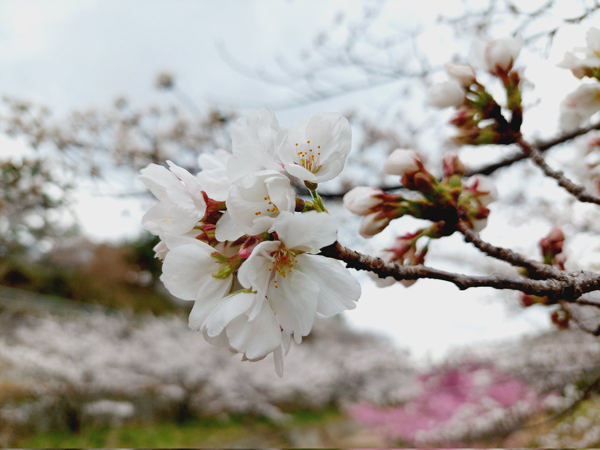 F.MATSUOKA tweet media