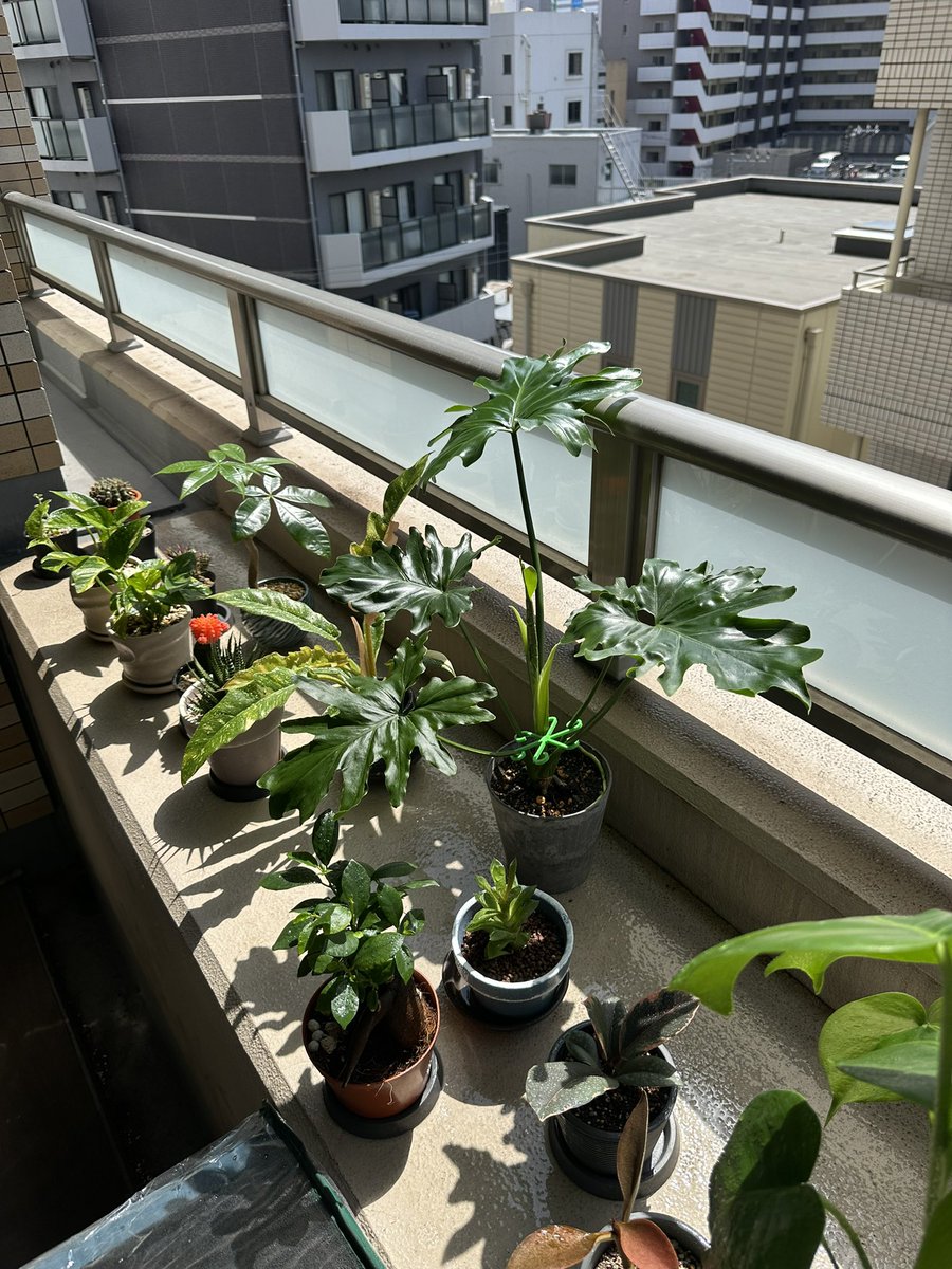 segitake's tweet image. 久々晴れたので