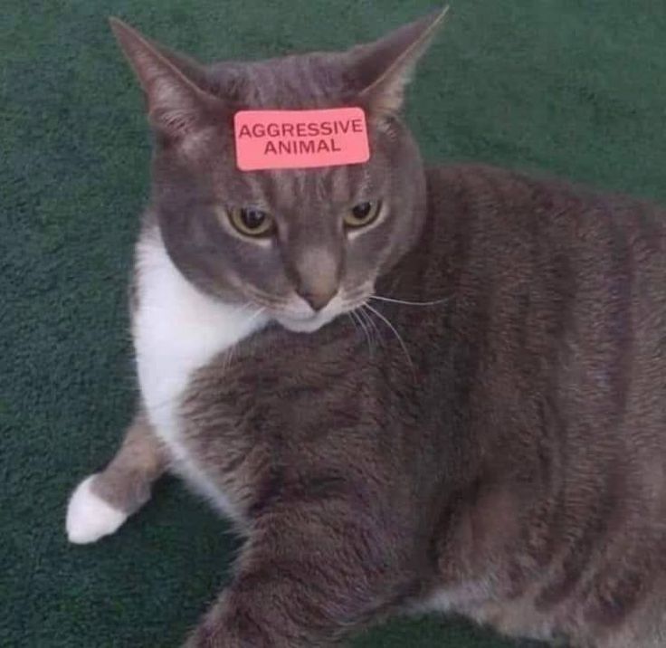 Posts Of Cats tweet media