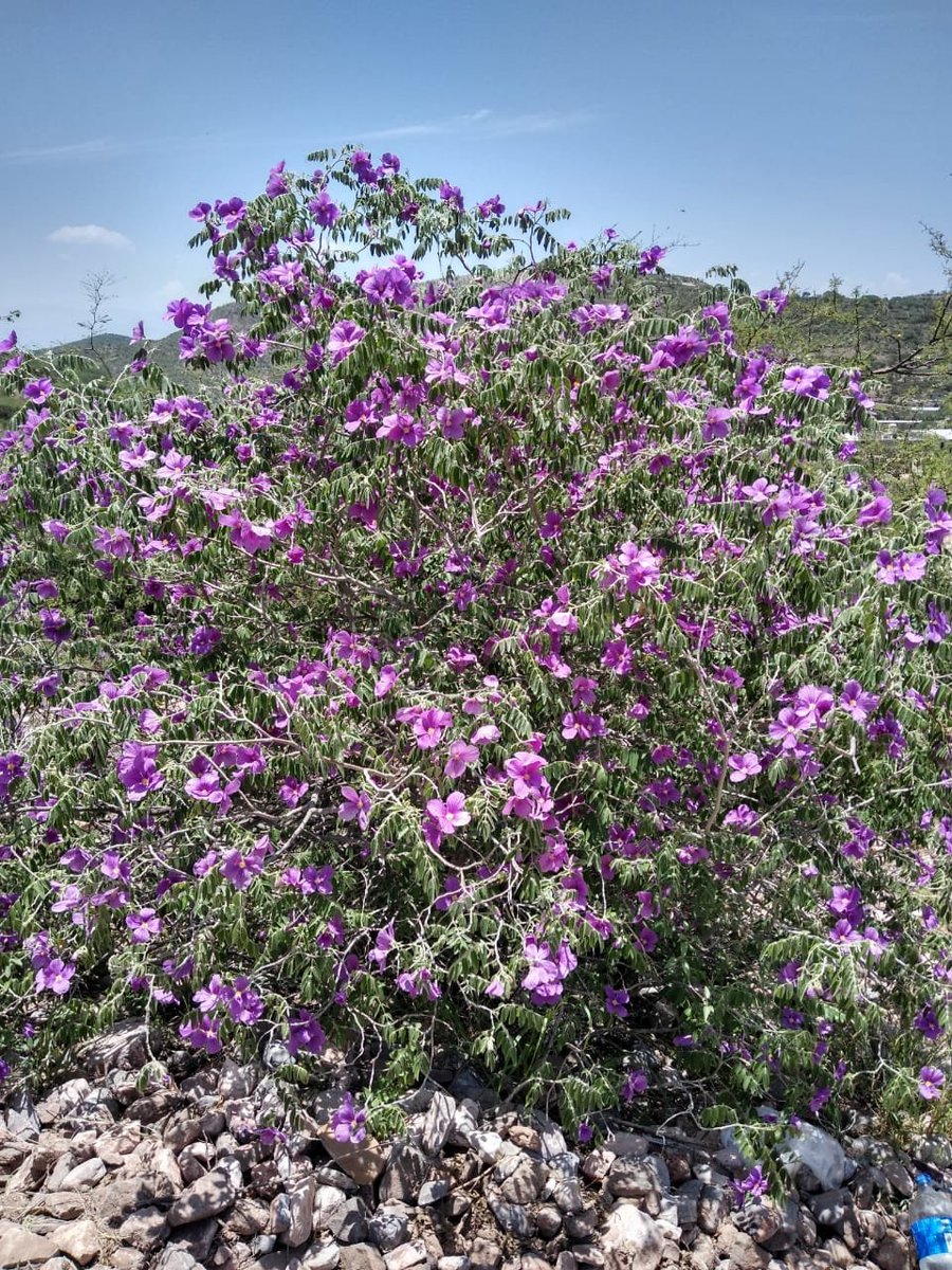 Cuando estás trabajando en la propagacion de Plantas Nativas es común encontrar dificultades  técnicas, porque no siempre hay información sobre las plantas locales, pero la paciencia y constancia tienen su recompensa.Primera Flor de San Juan (Morkillia mexicana) en el vivero