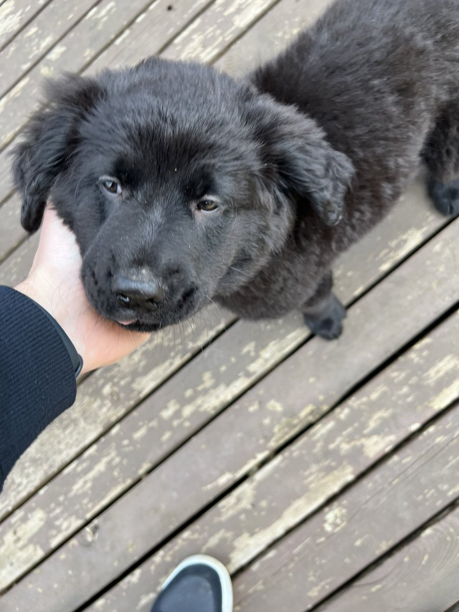 CEO, Mickey DeGods (🍟,🧪) tweet media