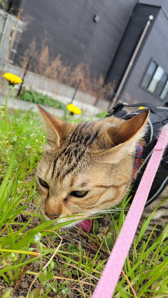 つなとタンポポ

写真撮るの下手でかわいく撮れなくてごめんね

でも世界で一番かわいいよ😻

#つなちゃん　#キジトラ
#猫のいる暮らし
#猫好きさんと繋がりたい