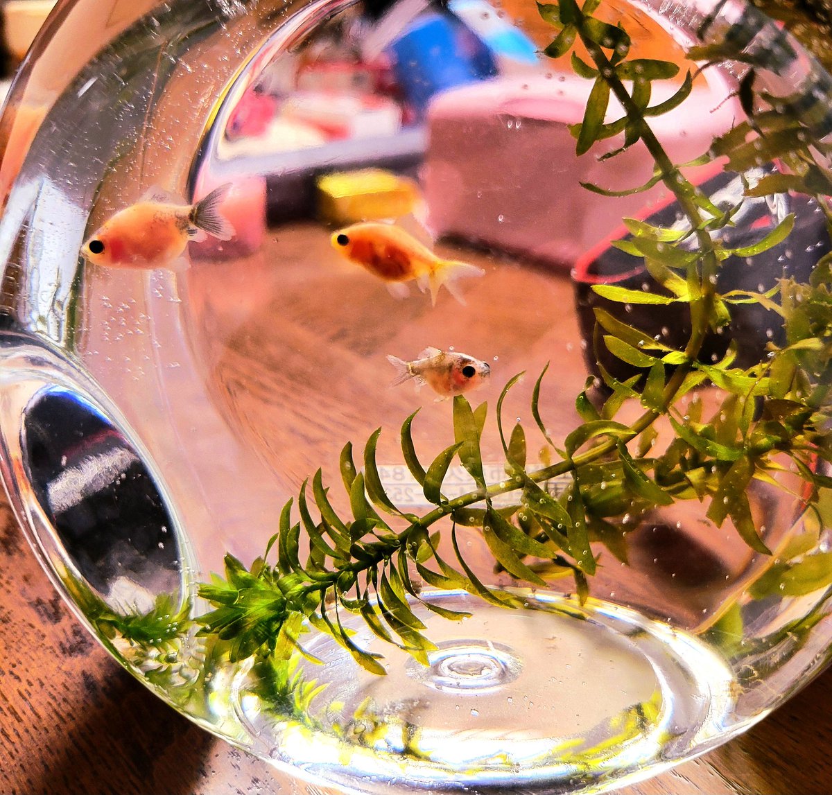 佐賀　皿宿区　公民館落成記念　手火鉢　昭和32年5月　火鉢、金魚　メダカ　植木鉢 佐賀 皿宿区 公民館落成記念 手火鉢 昭和32年5月 火鉢、金魚