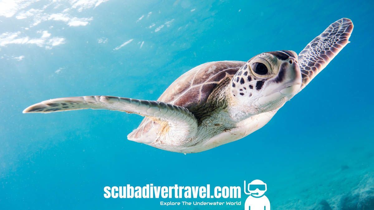 Swimming or Flying? Hard to tell really 🐢 ✈️
Let's Explore Together 👉 #ScubaDiverTravel

#Travel #Scuba #Diving #ScubaDiving #ScubaTravel #DiveTravel