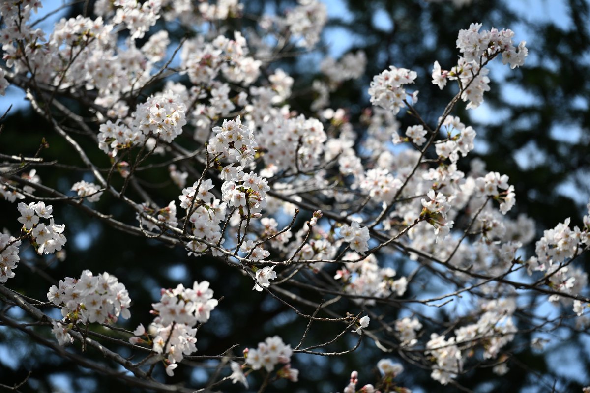 matsu7089's tweet photo. 🌸 https://t.co/TiHfB93vw2