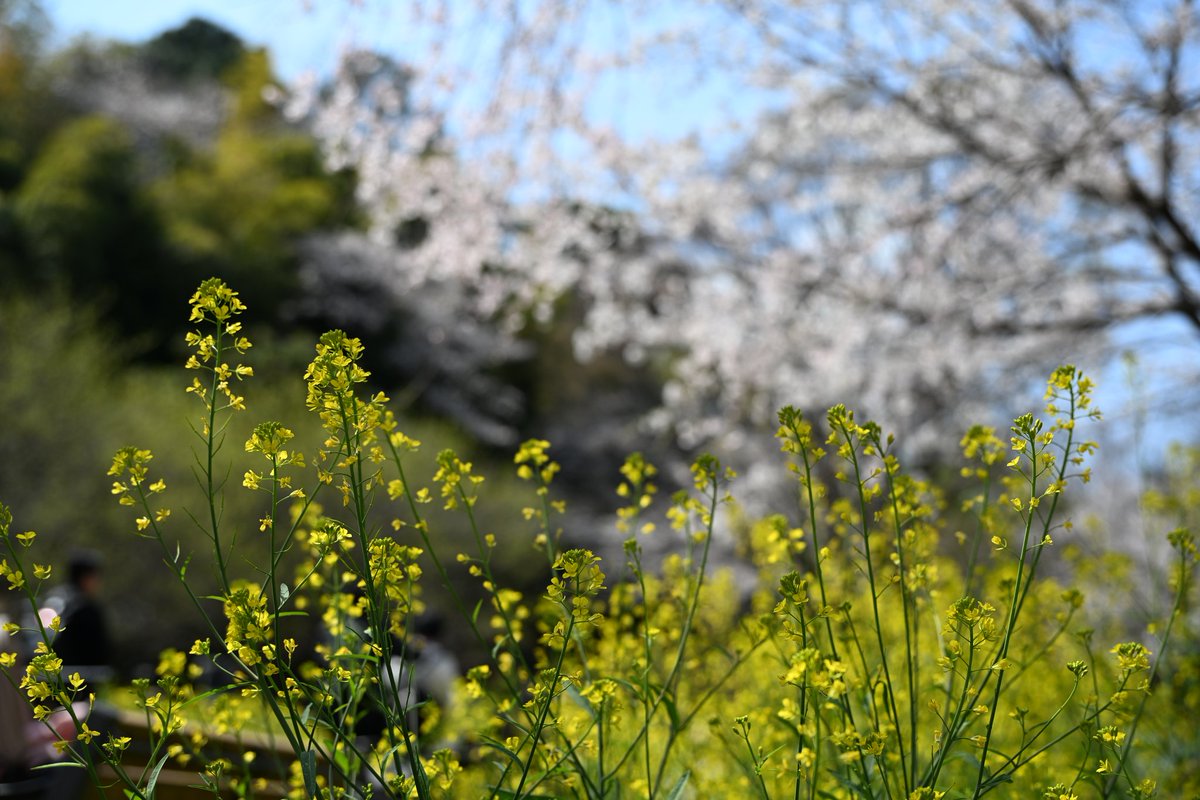 matsu7089's tweet photo. 🌸 https://t.co/TiHfB93vw2
