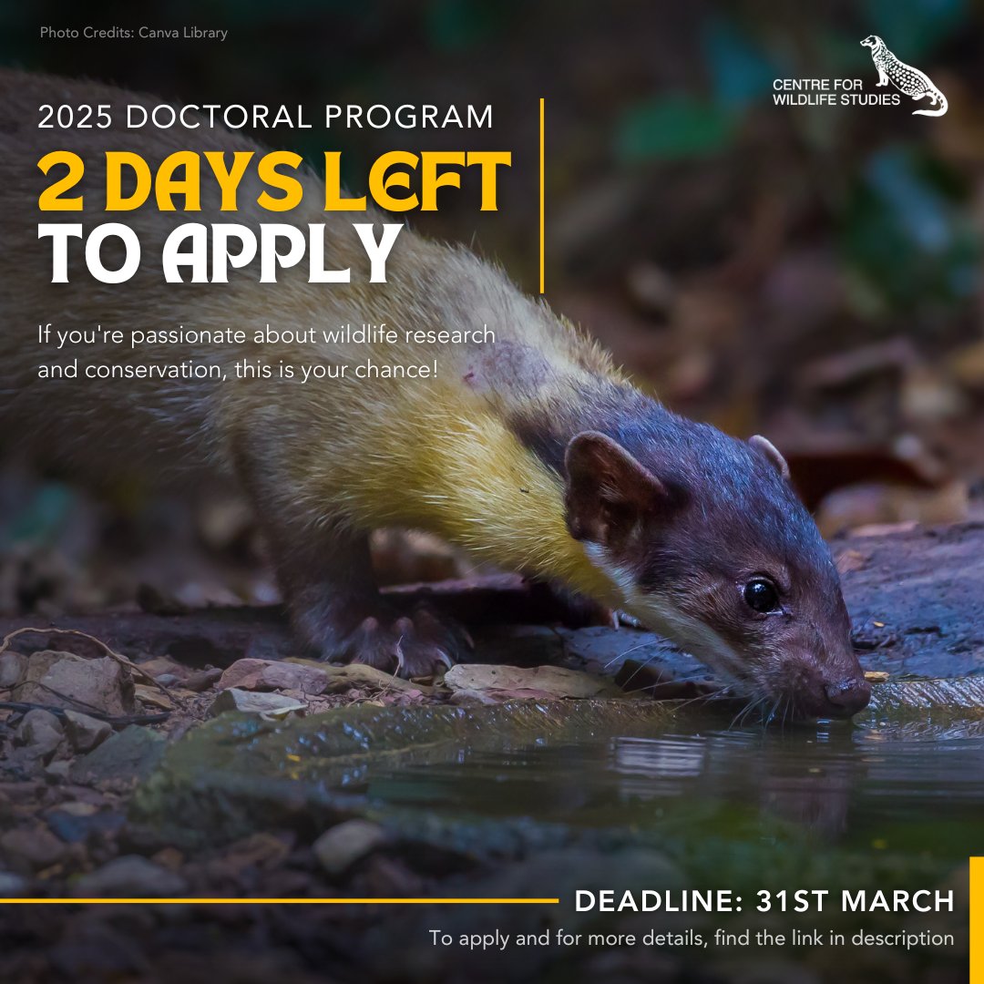 cwsindia's tweet image. Only 2 days left to apply for our 2025 Doctoral Program in Wildlife Ecology and Conservation. For more information on how to apply, visit- cwsindia.org/doctoral-progr…

 #WildlifeEcology #ConservationScience #DoctoralProgram #WildlifeResearch