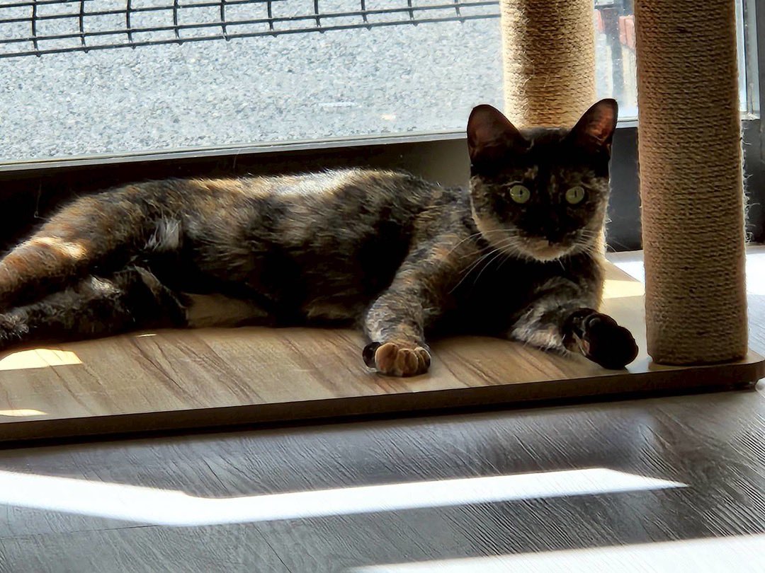Rui6_24's tweet photo. 保護猫カフェ🐈
みんな懐っこくて良い子😭💕

#保護猫カフェ #猫 #ねこ https://t.co/WHa8sGZfof