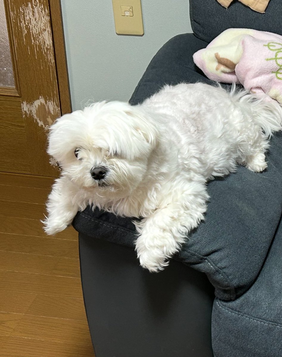 KT07796226's tweet photo. ♫オイラ〜は、ぽっ、ちゃ、ぽっちゃ♫
#金色麦茶 https://t.co/LtTUe7UPfo