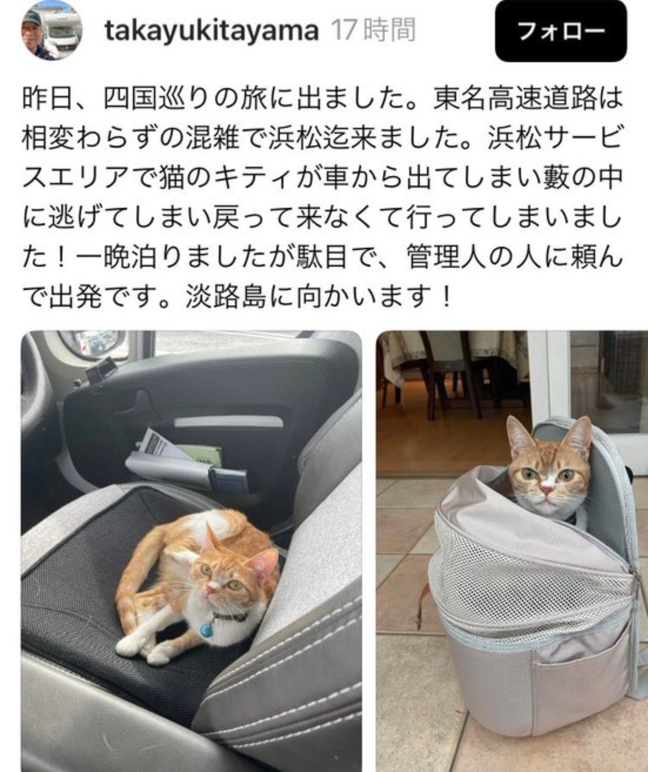 たしの猫 楽天市場】猫の置物 じゃれ合う猫2匹セット サバ白