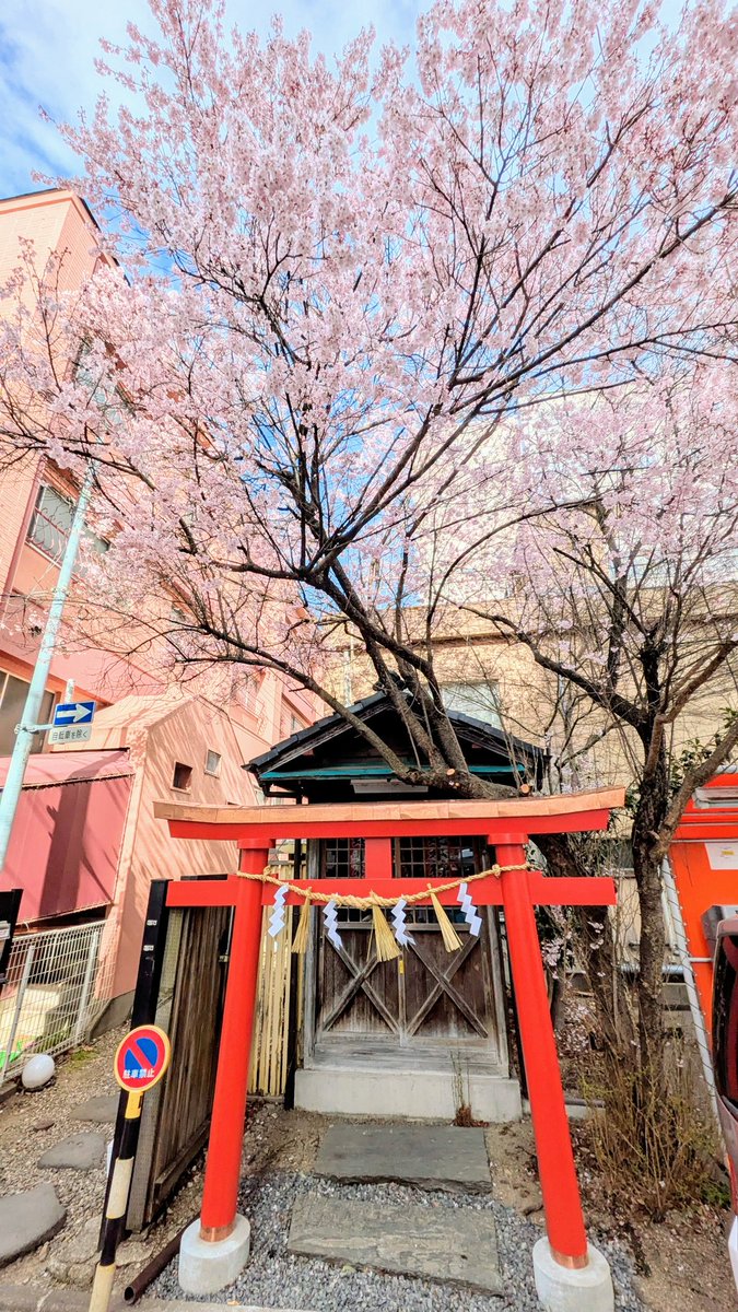 本日、満開の桜の下で仙台立町分霊社の例祭並びに鳥居竣工祭を斎行