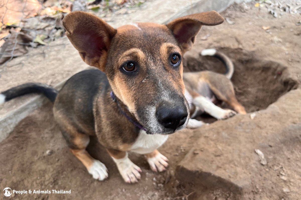 pat_animals_th's tweet image. 🐾 Little, unique and adorable rescued 4-month-old puppy, Cookie, is available for adoption! 🐾

If you think Cookie might be the perfect addition to your home, get in touch today! 🐶💖

#AdoptDontShop #CookieTheCutie #CorgiVibes #RescueDog #ForeverHome #AdoptLove
