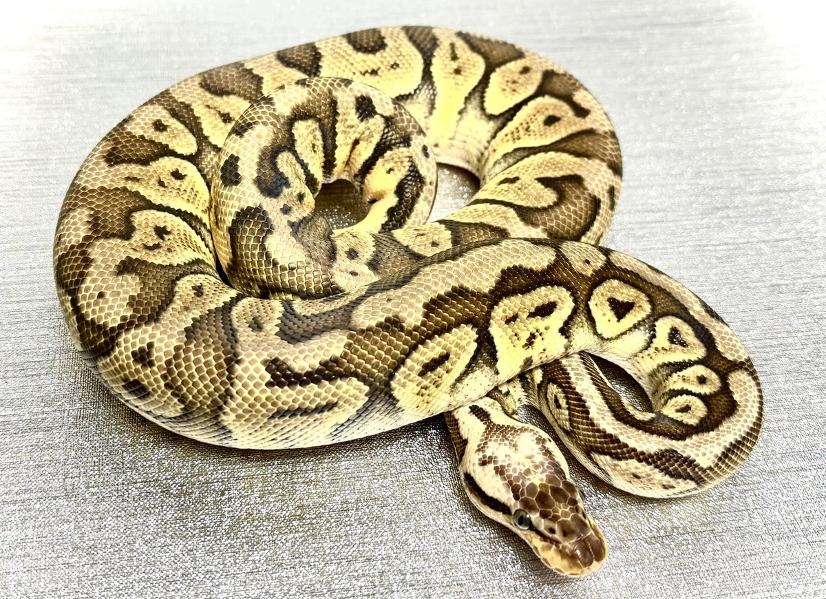 Pythonberry8's tweet image. こちらも【@vbp_ballpython 】さんよりお迎え🐍
私の連絡ミスで当日森さんとは会えず。
それでも丁寧に対応して下さったスタッフの方とは先日偶然にも別のショップでお会いするという奇跡🐍
またお伺いします。

•Super pastel dh lavender clown