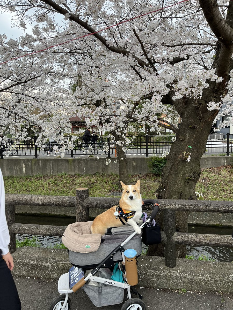 今日は麻布大学のOneマルシェに行ってきました。
今日初めましての豆柴のコマル君。
帰りに近所でお花見🌸して来ました。

＃コーギー 
＃コーギーのいる暮らし