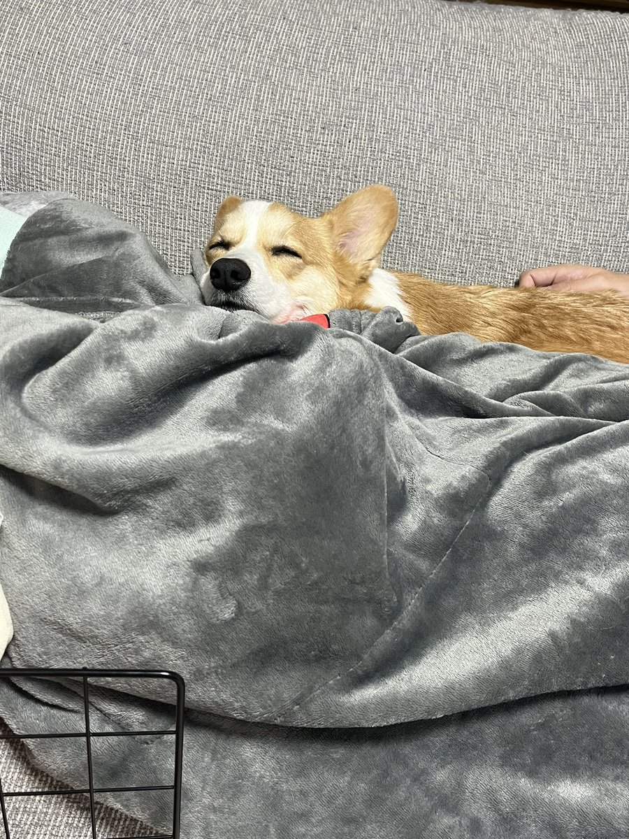 昨日はトリミング。
今日は病院でエコー検査からのお出かけで疲れちゃたね💤

＃コーギー 
＃コーギーのいる暮らし