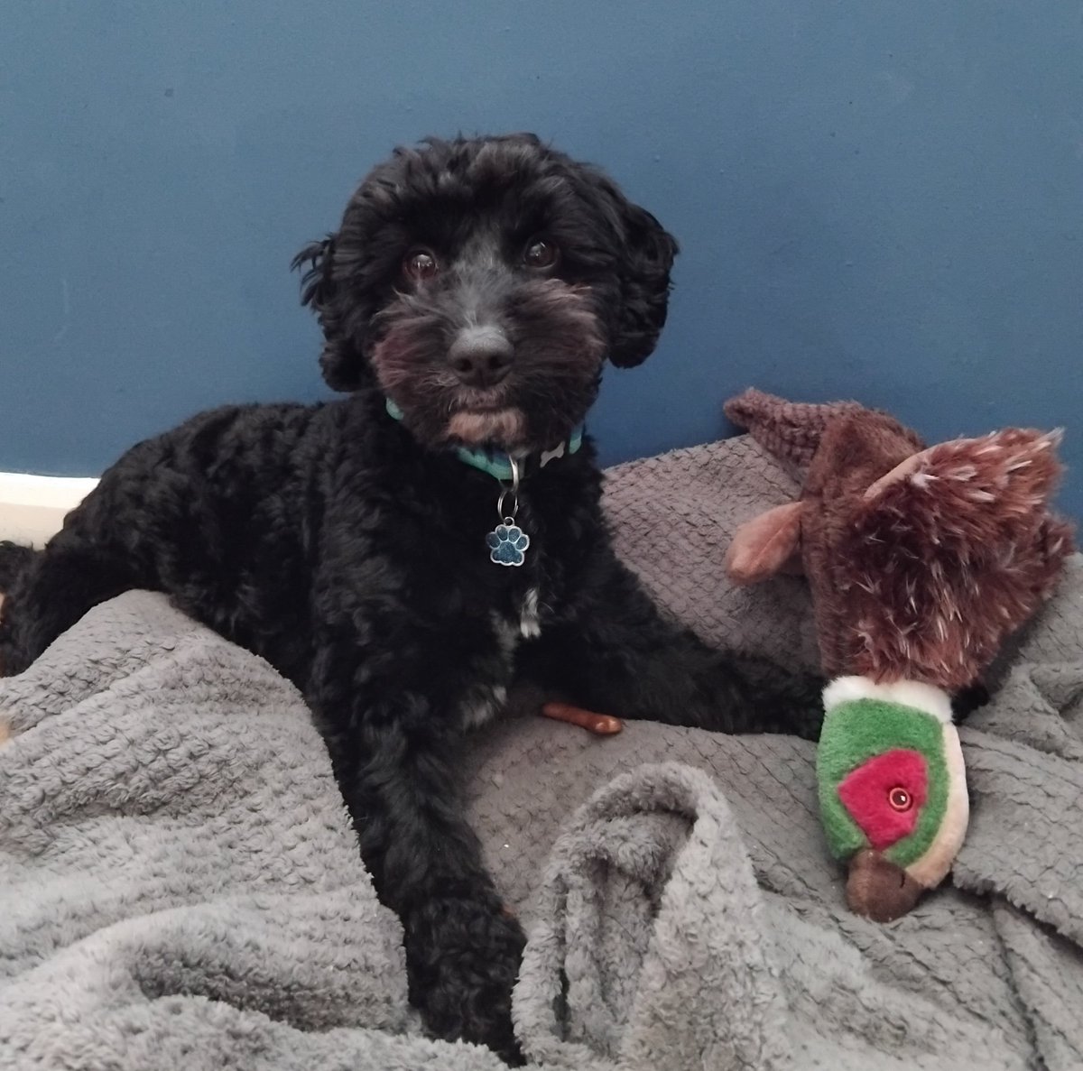 Dexter Cockapoo tweet media