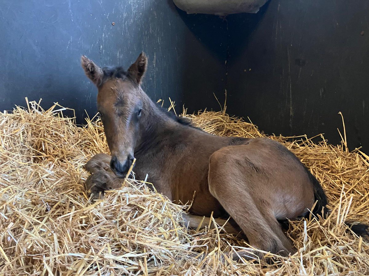 Happy Mother’s Day! This week we welcomed our first Shaquille foal, out of Separate (3rd G3 Oh So Sharp Stakes). She is big, strong and correct, like her parents. Mr Hughes owned both during their racing careers and I’m sure is excited to see this foal in his colours in future!🤞🏼
