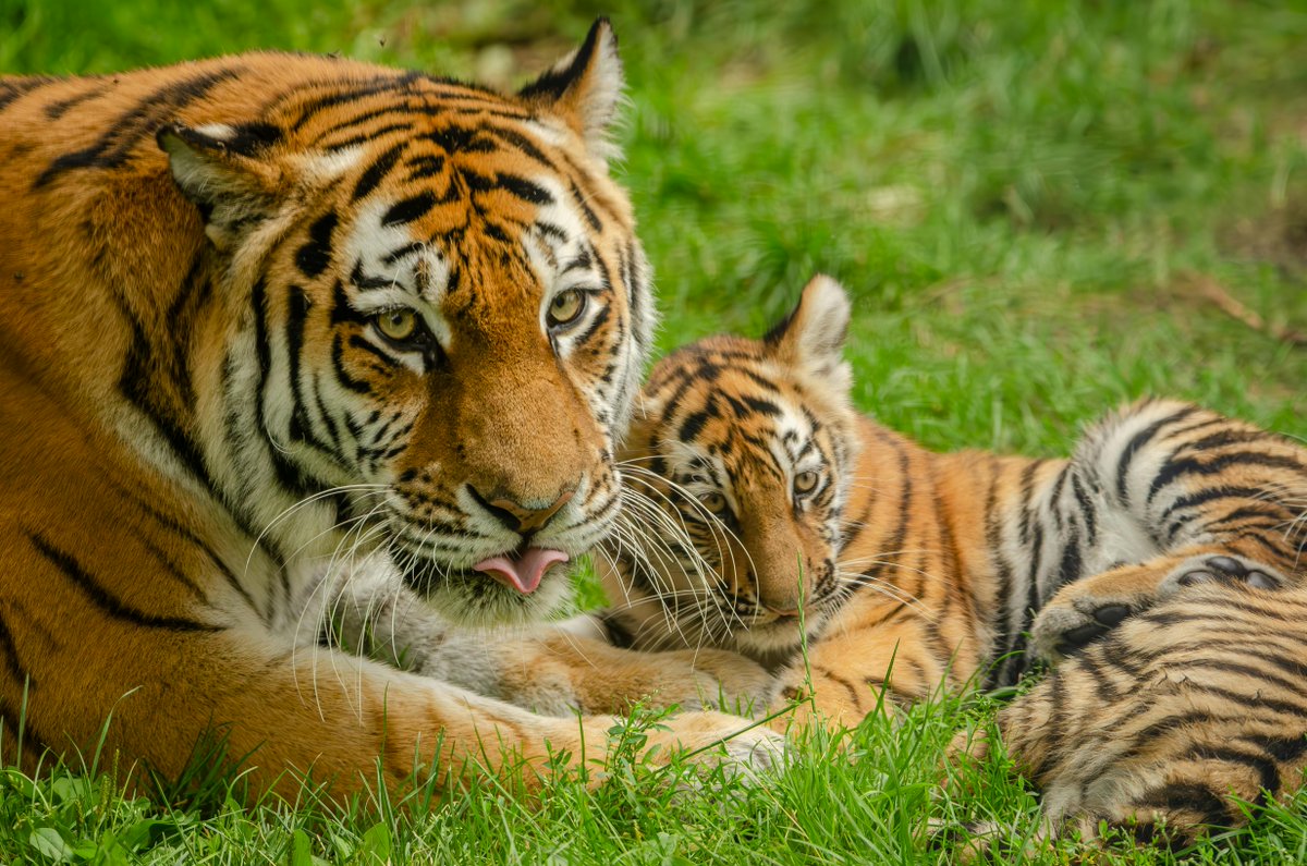 IntTigerProject's tweet image. Happy Mother's Day to our wonderful mum community in the UK! We hope you have an extra special day full of love, connection and celebration 💕

Please enjoy this precious mum and cub pic of beautiful tigers 🐅 🐯 🫶