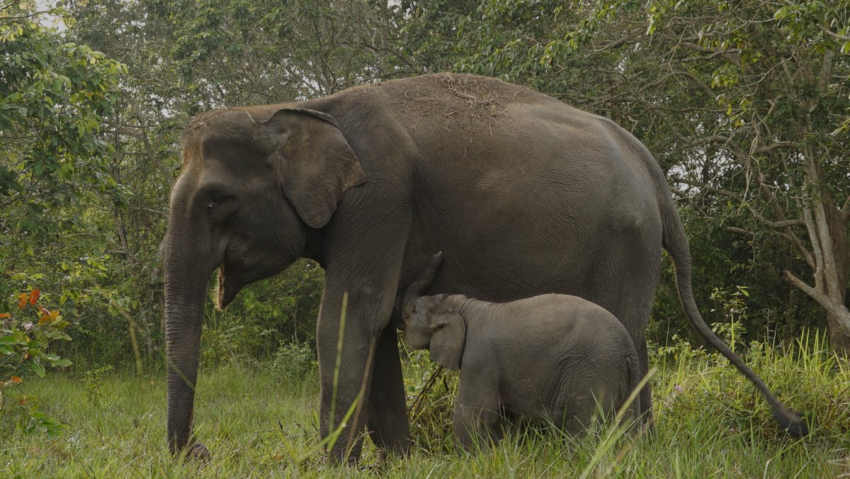 IntElephantProj's tweet image. Happy Mother's Day to our wonderful mum community in the UK! We hope you have an extra special day full of love, connection and celebration 💕 

Please enjoy this precious mum and calf pic of beautiful Sumatran elephants 🐘🫶