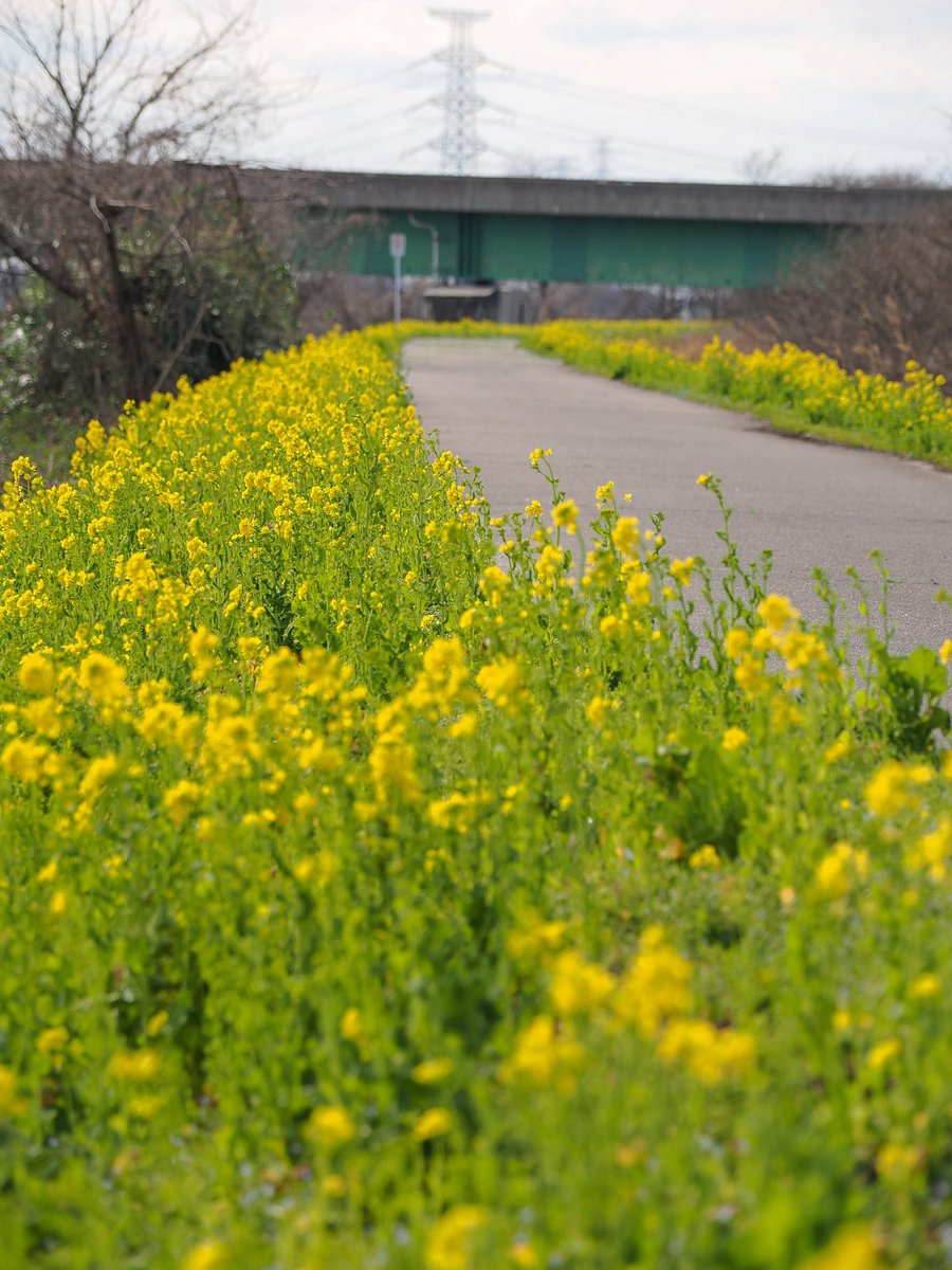 mashiko1970's tweet photo. 散歩道
#菜の花
#フラワーロード
#flowerroad
#flowerpath
#散歩道
#小道
#新発田市
#花
#flower
#植物
#写真好きな人と繋がりたい
#カメラ好きな人と繋がりたい
#ファインダー越しの世界
#休日にはカメラを持って出かけよう
#写真仲間募集
#カメラ仲間募集
#新潟カメラ部
#マリサポ写真部 https://t.co/xvpduDngcE