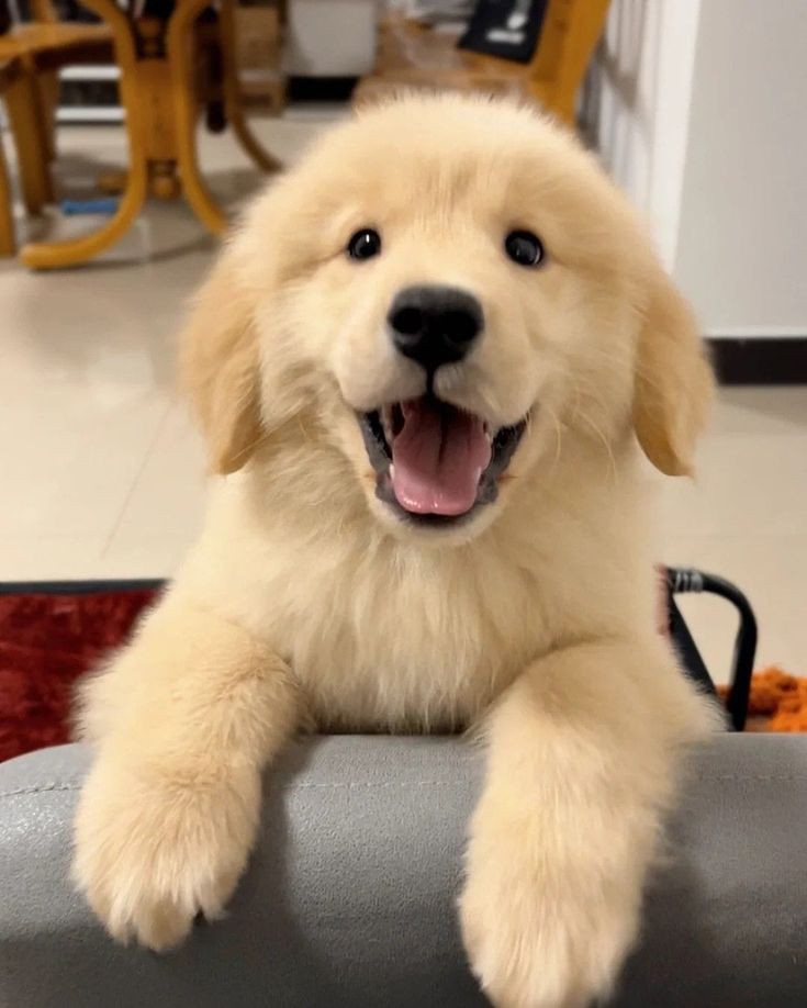 puppies video (@puppies_video) on Twitter photo 