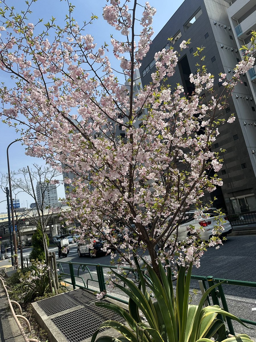 桜かわい🌸💗🌸💗

やっぱりピンクが
一番好きな色だなぁ💗

ノーマル無加工でも
撮り方で足の細さ長さ
とっても変わる