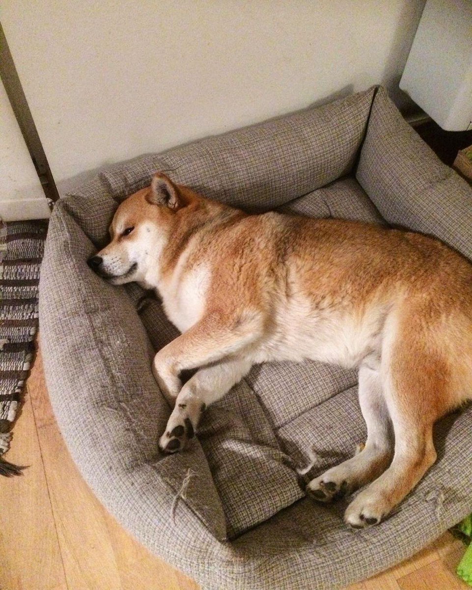 boturitter's tweet image. "Sweet dreams are made of this 😴" #shibadog #dogbed #sleepy #cute #dogsofinstagram