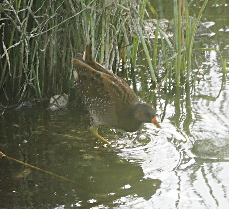 colin gittins tweet media