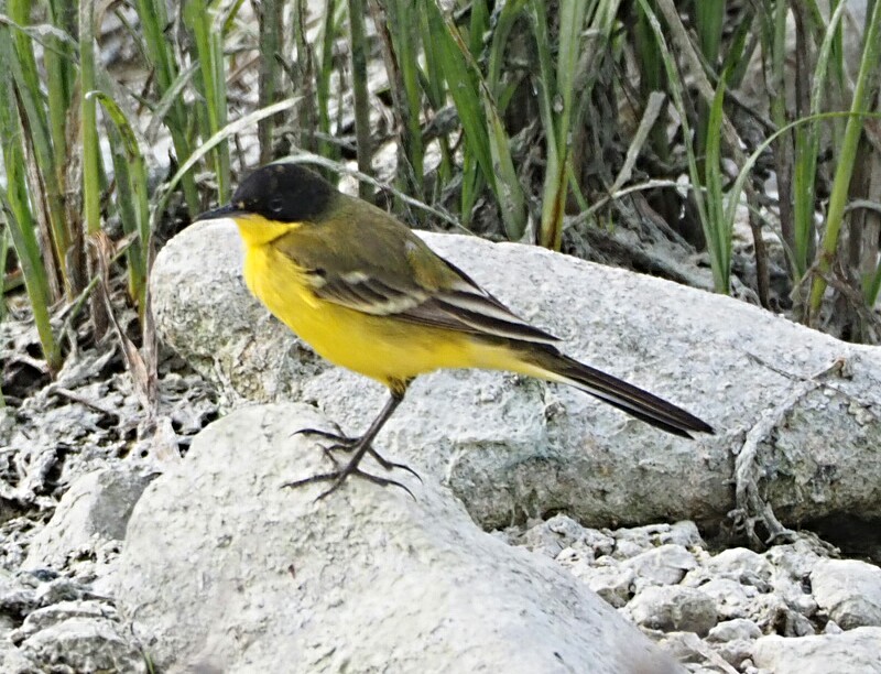 colin gittins tweet media