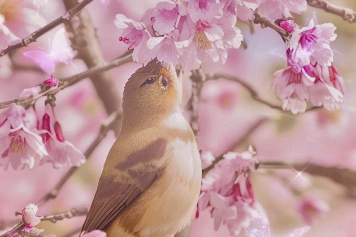 🌸チャコ🌸 tweet media