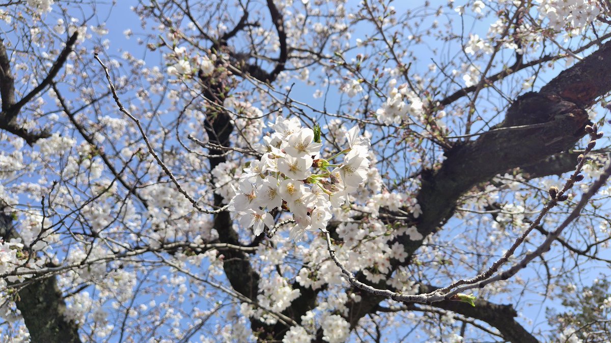 YUIさん、CHE.R.RYの季節てすね☺️
🌸桜が咲いている〜♫🌸

#ＹＵＩ
#yui
#CHERRY