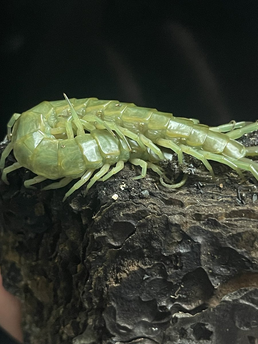 Scolopendra subcrustalis
うつくしい
無加工でこれ、やばいな