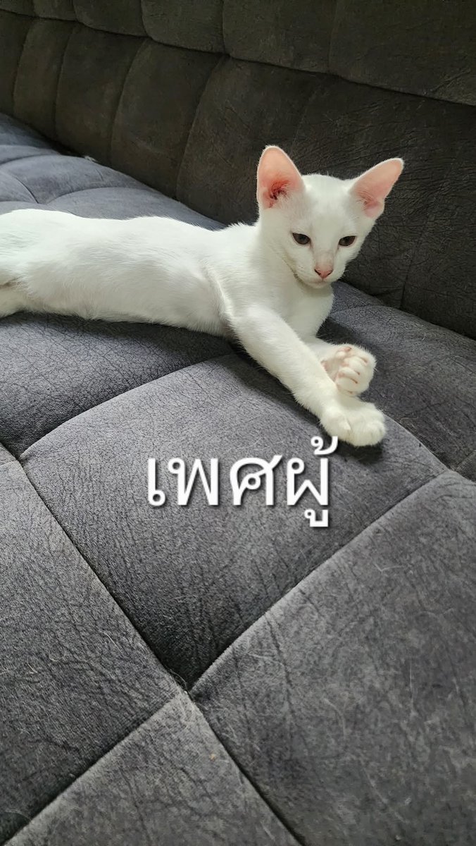 myrainbowis's tweet photo. ฝากแชร์ค่า่
https://t.co/qeh5PQDp0G

#หาบ้านให้แมว  #ทาสแมว
#แมวจร https://t.co/WX71K8FKF2