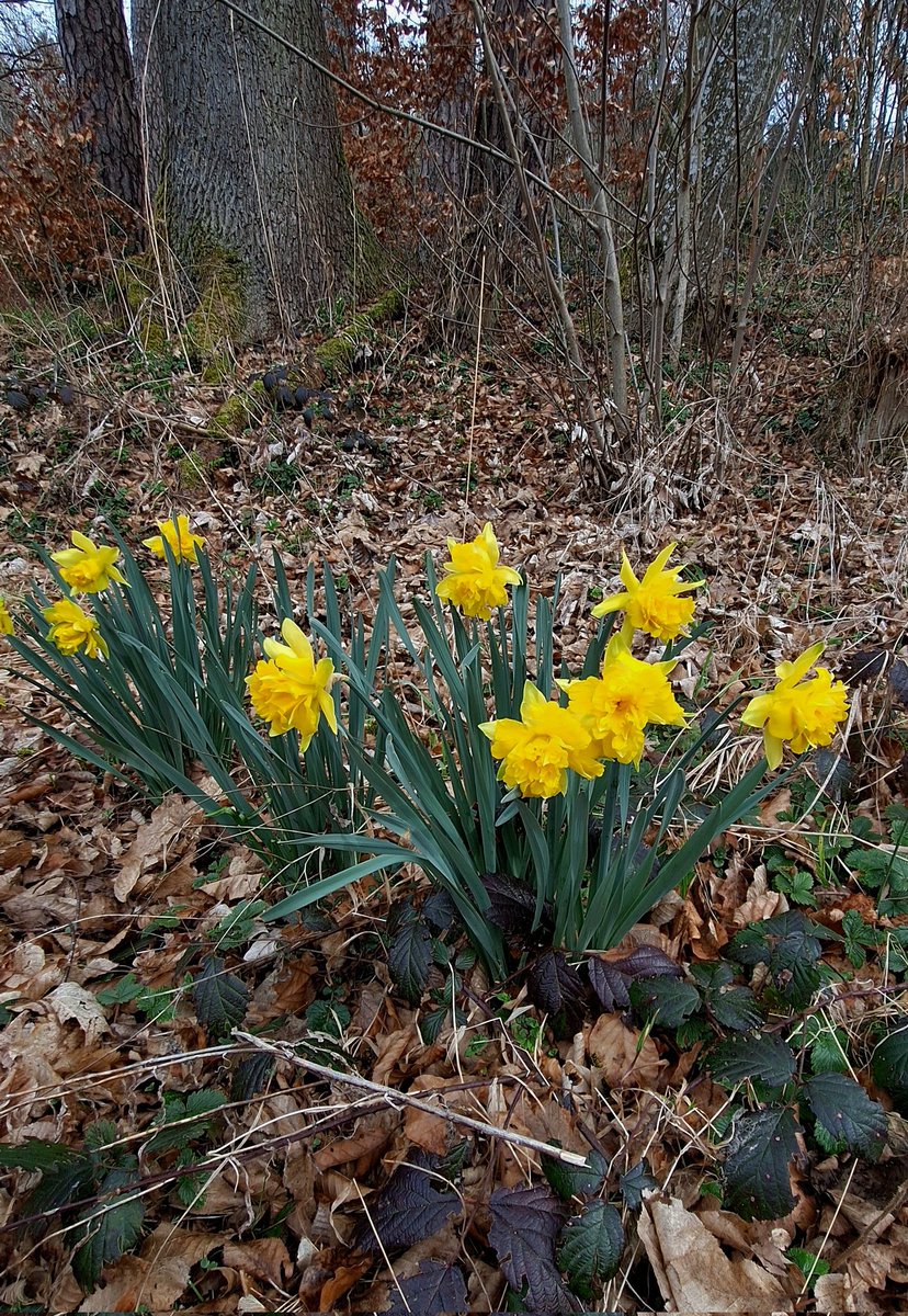 🌿🏵💛🌿

#SundayYellow