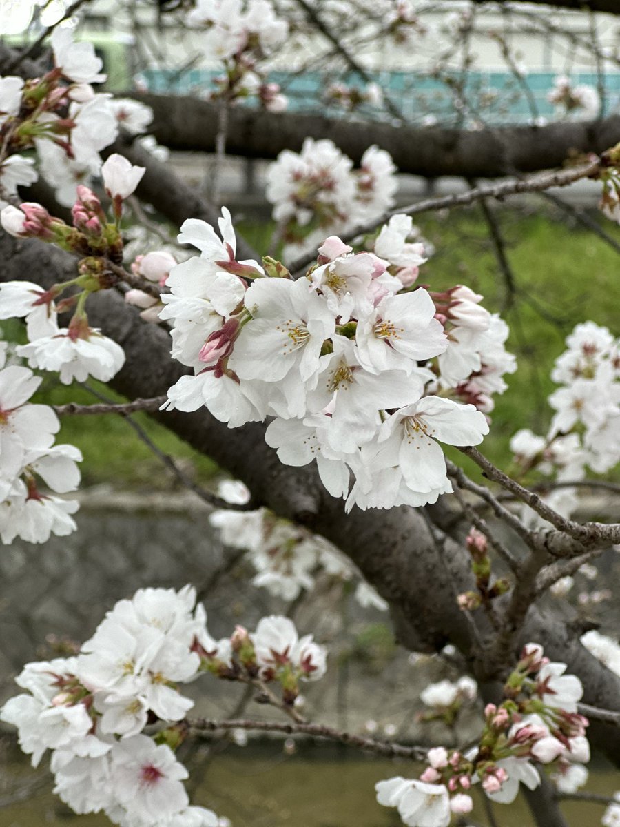 桜が綺麗に咲いていました🌸*･