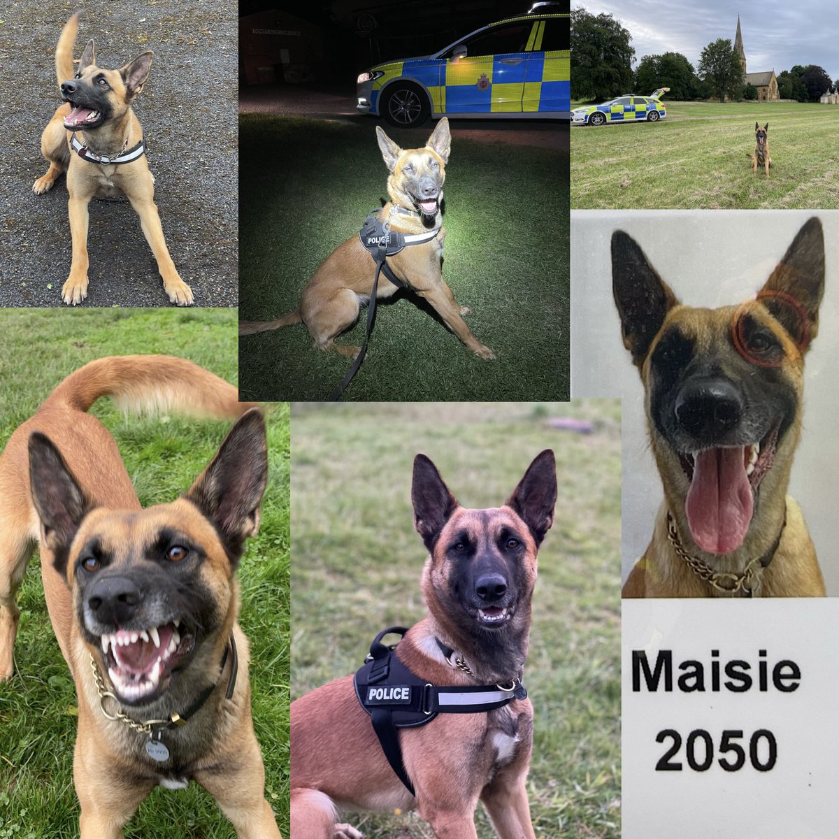 PD2050MAISIE's tweet image. Its my 3rd birthday today.   I am loving life as a #policedog &amp;amp; with my forever family at home.  I had such a scary start to life being abandoned by my owners left tied to a lamppost in Scotland.   Please consider #AdoptDontShop all #rescuedogs deserve a loving home ❤️ #malinois