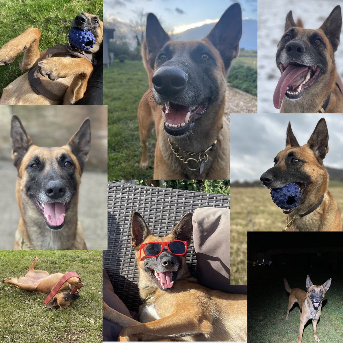 Its my 3rd birthday today.   I am loving life as a #policedog &amp; with my forever family at home.  I had such a scary start to life being abandoned by my owners left tied to a lamppost in Scotland.   Please consider #AdoptDontShop all #rescuedogs deserve a loving home ❤️ #malinois