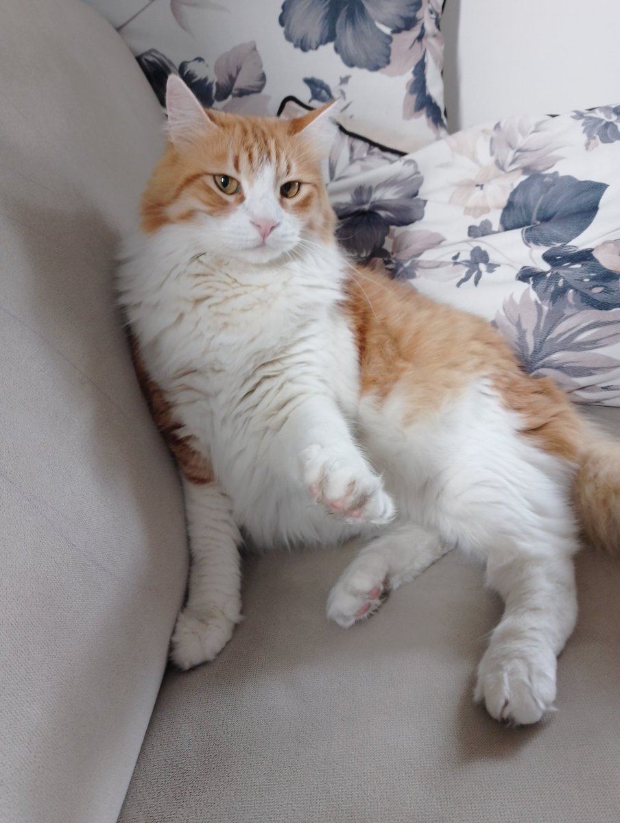 Çok güzel bi' 10 yıl yaşadın canım Karamel'im. Huzurla uyu güzel pamuğum. Hoşçakal 🌼