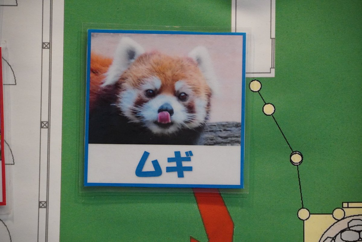 chankun_rpanda's tweet image. 麦くーーん🥹

(📷2025.3.30.)
#茶臼山動物園
#レッサーパンダ
#麦 #ムギ