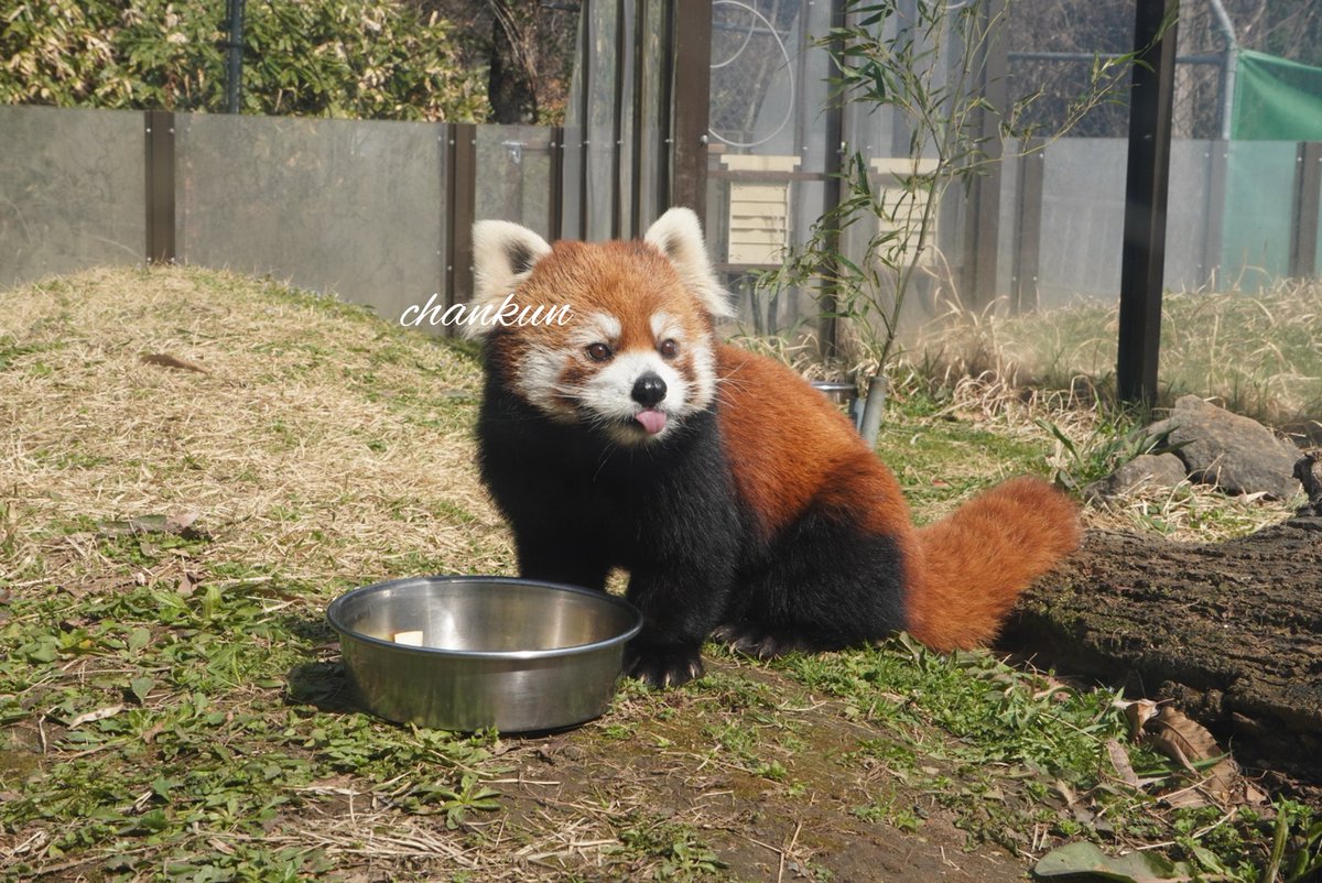 chankun_rpanda's tweet image. 麦くーーん🥹

(📷2025.3.30.)
#茶臼山動物園
#レッサーパンダ
#麦 #ムギ