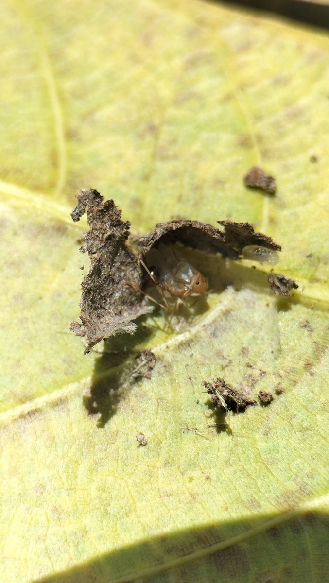 Macro_GL's tweet photo. Picture 1 (O.smargadina)
Picture 2.3.4 ( Polyrhchis Trinax)
This species is always interesting! Hobbyists are always looking forward to its stock!
#Ants #Antsindonesia #Wordwide https://t.co/cf8hRKCG8I