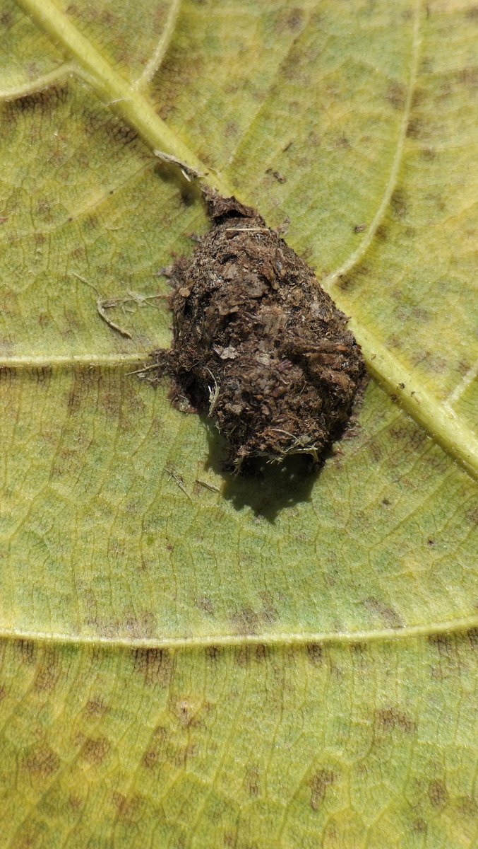 Macro_GL's tweet photo. Picture 1 (O.smargadina)
Picture 2.3.4 ( Polyrhchis Trinax)
This species is always interesting! Hobbyists are always looking forward to its stock!
#Ants #Antsindonesia #Wordwide https://t.co/cf8hRKCG8I