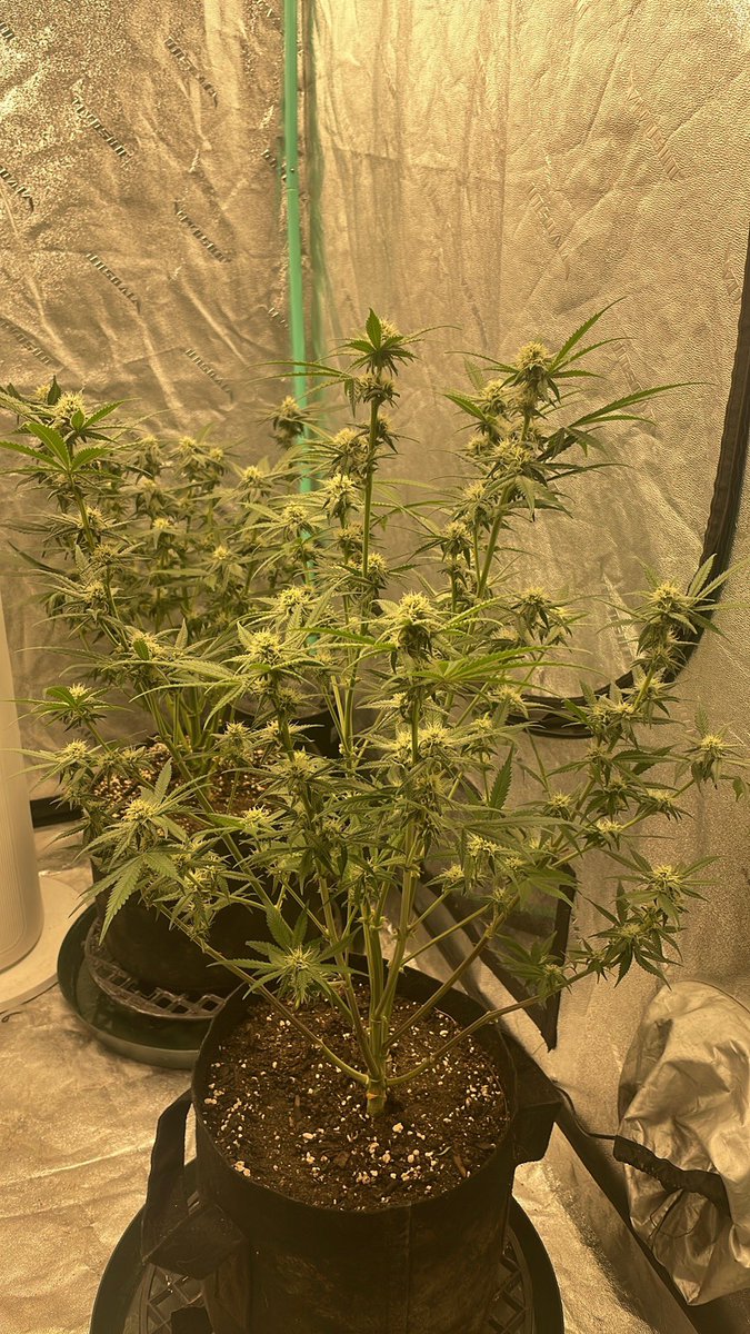 RedboneDemo's tweet image. ROC bud Inc freebies!