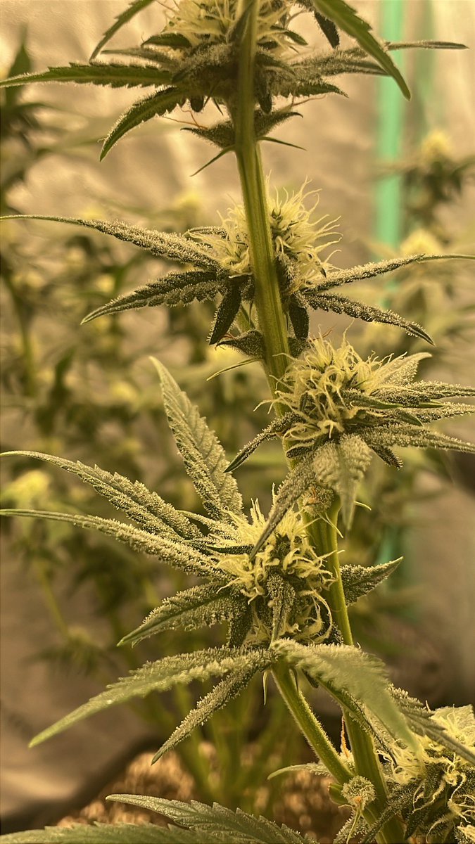 RedboneDemo's tweet image. ROC bud Inc freebies!