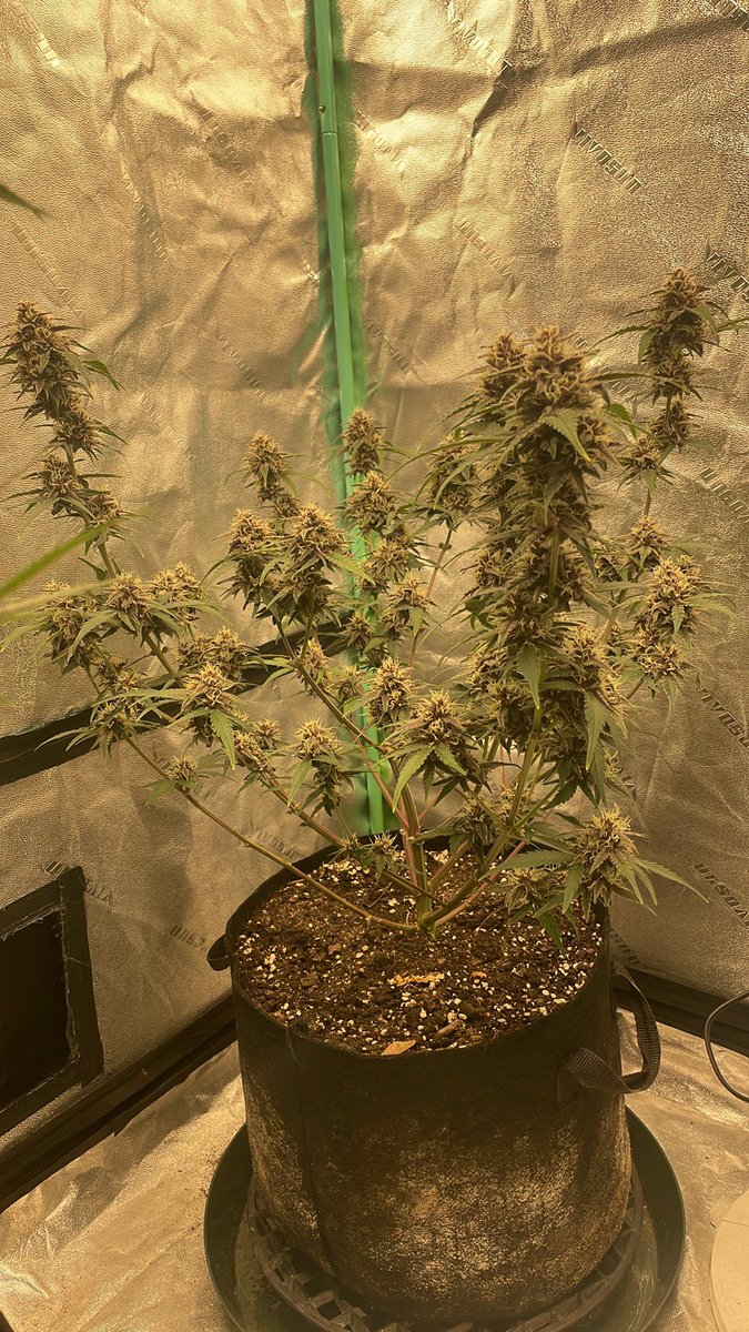 RedboneDemo's tweet image. ROC bud Inc freebies!